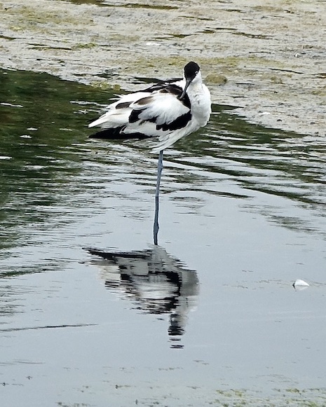 avocet